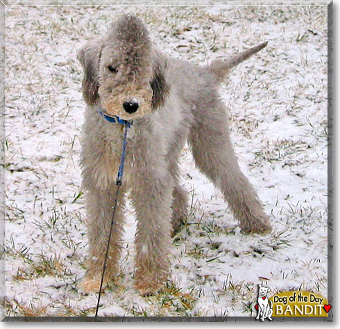 Bandit, the Dog of the Day Bandit, the Dog of the Day