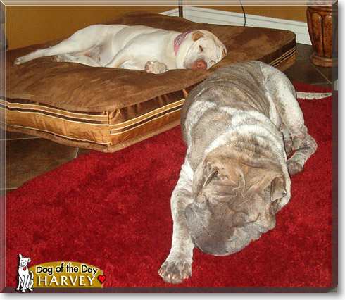 Harvey, the Dog of the Day Harvey, the Dog of the Day