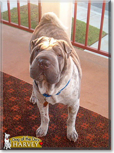 Harvey, the Dog of the Day Harvey, the Dog of the Day