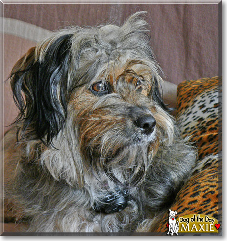 Maxie, the Dog of the Day