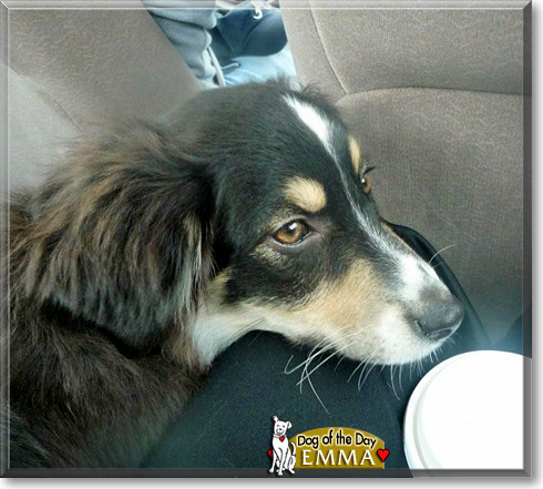 Emma, the Dog of the Day