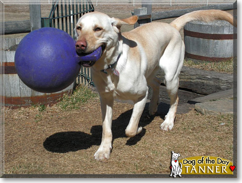 Tanner, the Dog of the Day Tanner, the Dog of the Day