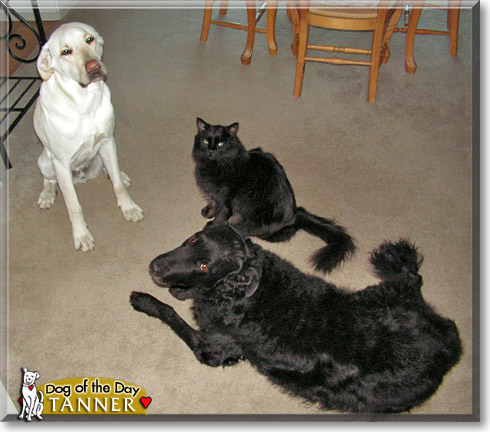 Tanner, the Dog of the Day Tanner, the Dog of the Day