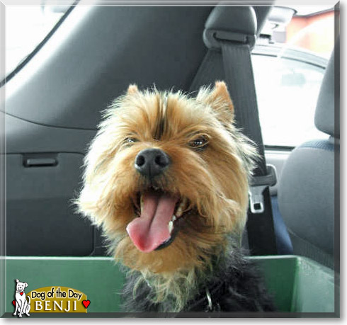 Benji, the Dog of the Day