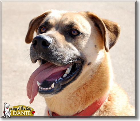 Dante, the Dog of the Day Dante, the Dog of the Day