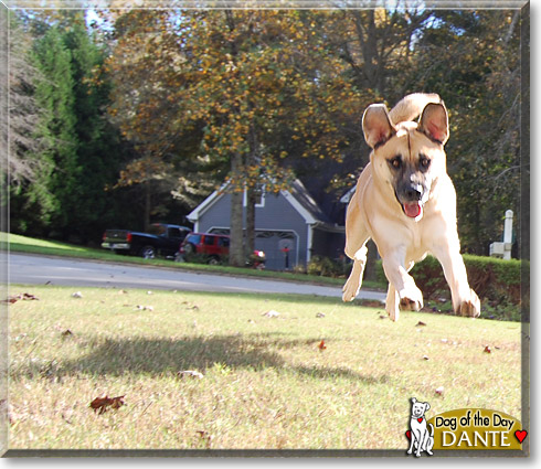 Dante, the Dog of the Day Dante, the Dog of the Day