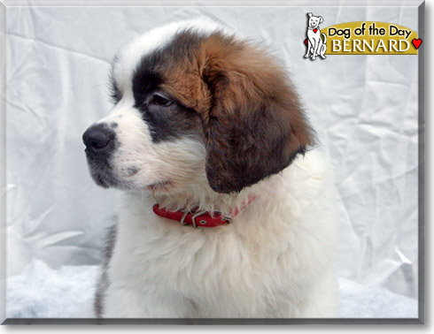 Bernard, the Dog of the Day