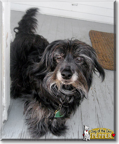 Pepper, the Dog of the Day Pepper, the Dog of the Day