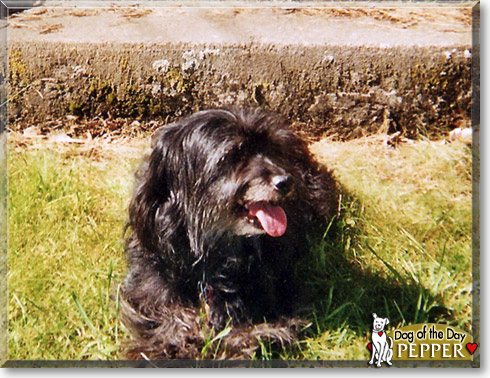 Pepper, the Dog of the Day Pepper, the Dog of the Day