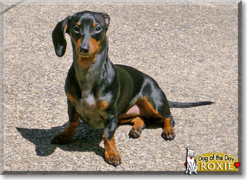 Roxie, the Dog of the Day Roxie, the Dog of the Day