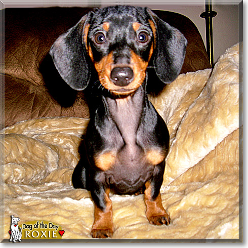 Roxie, the Dog of the Day Roxie, the Dog of the Day