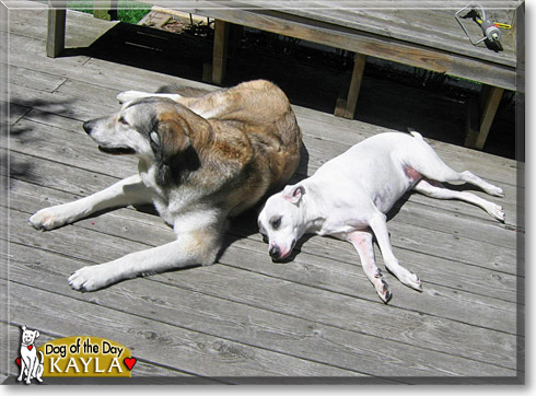 Kayla, the Dog of the Day