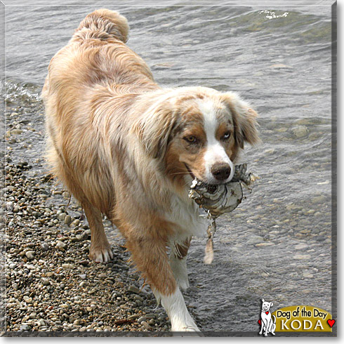 Koda, the Dog of the Day