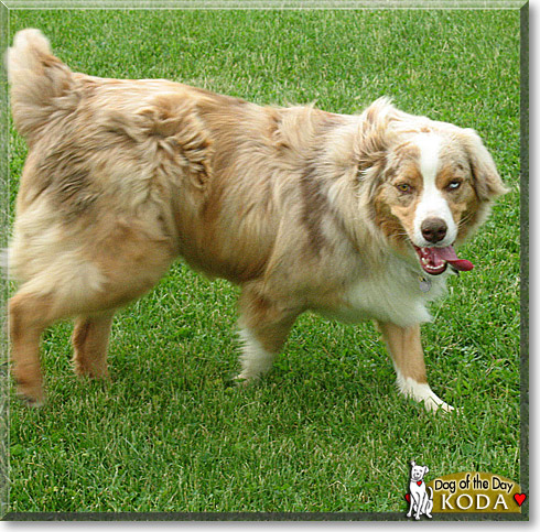 Koda, the Dog of the Day