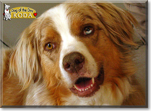 Koda, the Dog of the Day