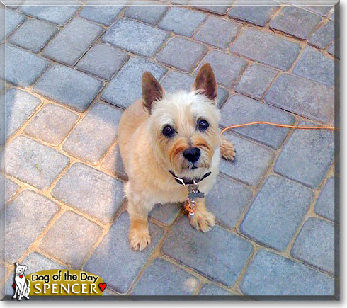 Spencer, the Dog of the Day Spencer, the Dog of the Day