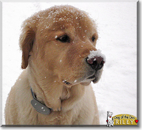 Riley, the Dog of the Day