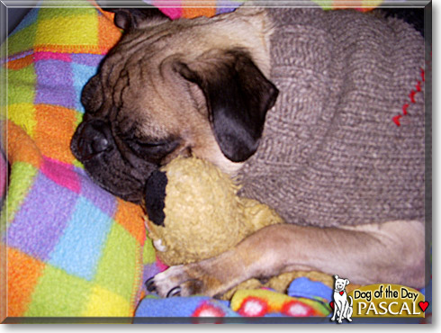 Pascal, the Dog of the Day