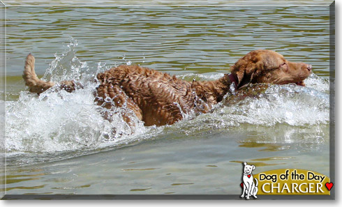 Charger, the Dog of the Day
