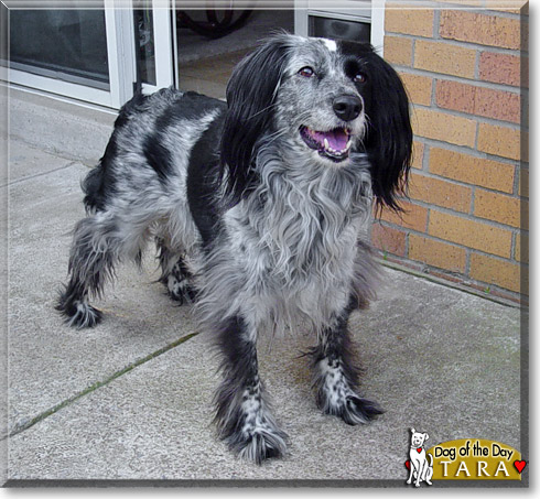 Tara, the Dog of the Day