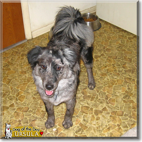 Ursula, the Dog of the Day