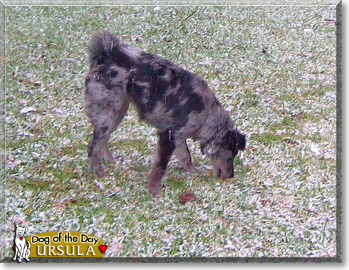 Ursula, the Dog of the Day