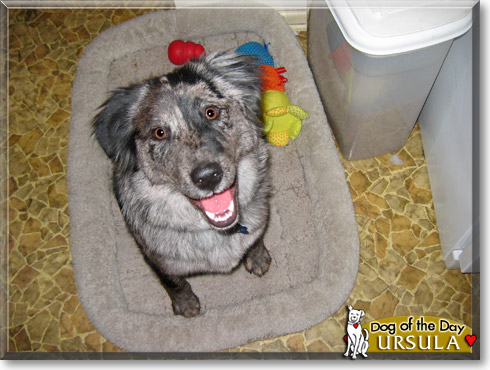 Ursula, the Dog of the Day