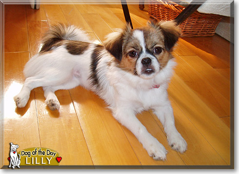 Lilly, the Dog of the Day