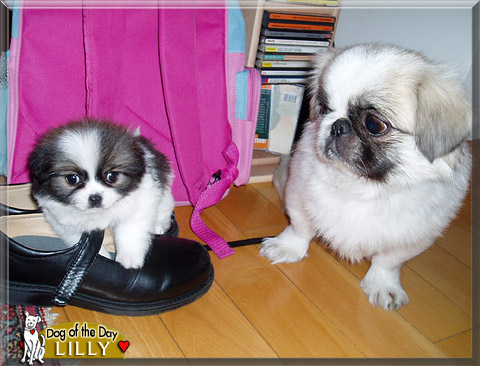 Lilly, the Dog of the Day