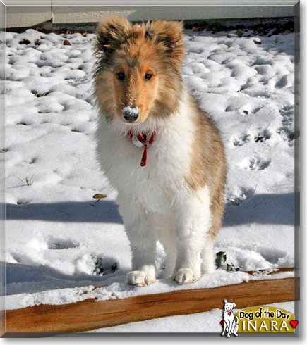 Inara, the Dog of the Day