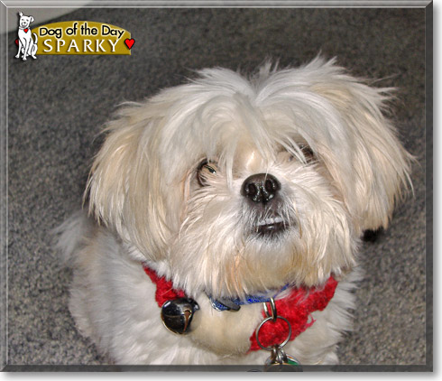 Sparky, the Dog of the Day