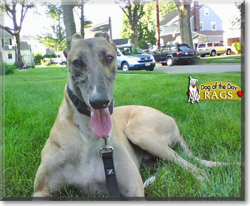 Rags, the Dog of the Day