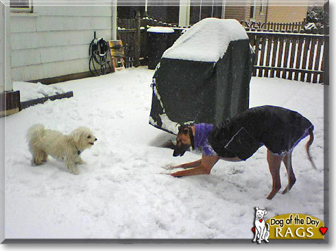 Rags, the Dog of the Day