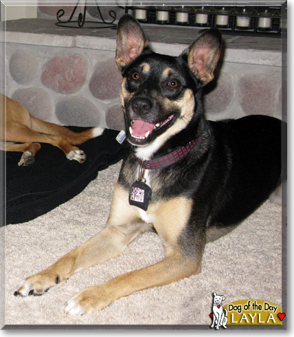 Layla, the Dog of the Day