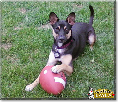 Layla, the Dog of the Day