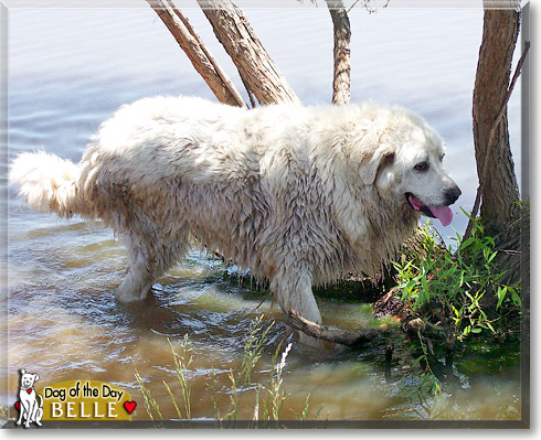 Belle, the Dog of the Day