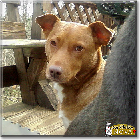 Nova, the Dog of the Day