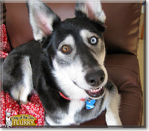Flurry, the Dog of the Day