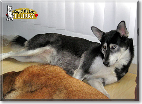 Flurry, the Dog of the Day