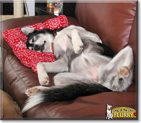 Flurry, the Dog of the Day