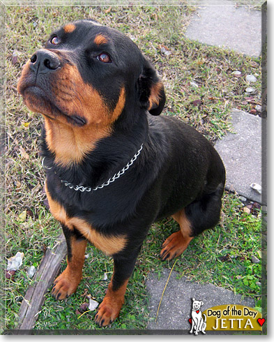 Jetta, the Dog of the Day