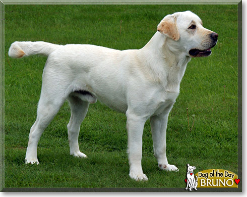 Bruno, the Dog of the Day