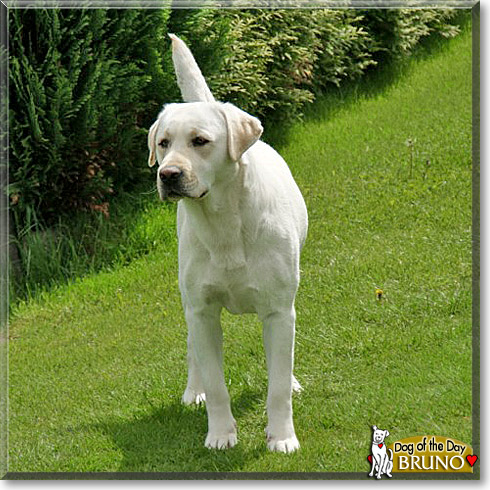 Bruno, the Dog of the Day