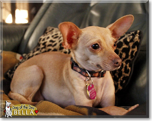 Bella, the Dog of the Day