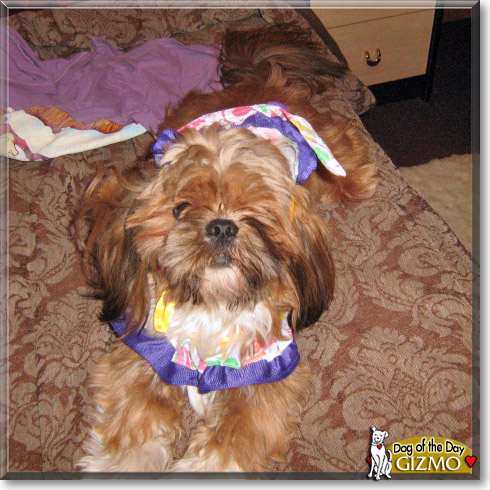 Gizmo, the Dog of the Day