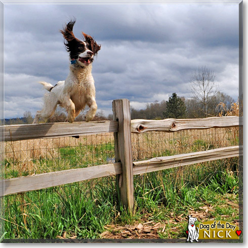 Nick, the Dog of the Day