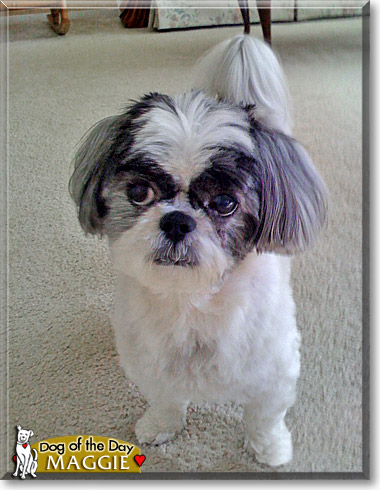Maggie, the Dog of the Day