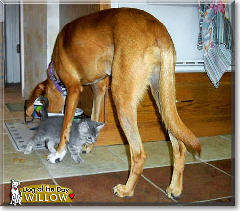 Willow, the Dog of the Day Willow, the Dog of the Day