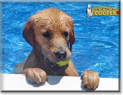 Cooper, the Dog of the Day