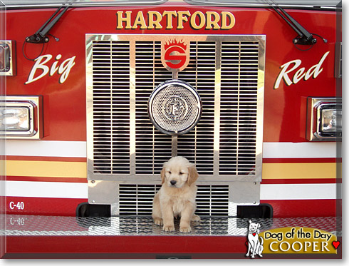 Cooper, the Dog of the Day